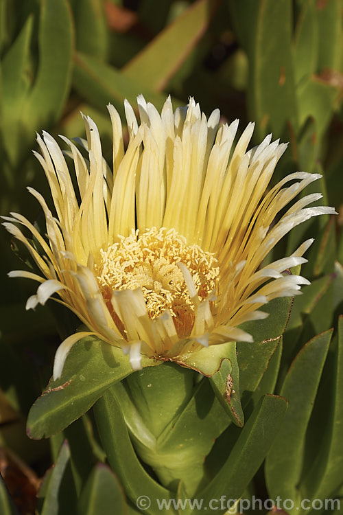 Hottentot. Fig or Iceplant (<i>Carpobrotus edulis</i>), a South African succulent that has naturalised in many areas, particularly near the coast. Its flowers are followed by edible watery fruit. carpobrotus-2650htm'>Carpobrotus. <a href='aizoaceae-plant-family-photoshtml'>Aizoaceae</a>.