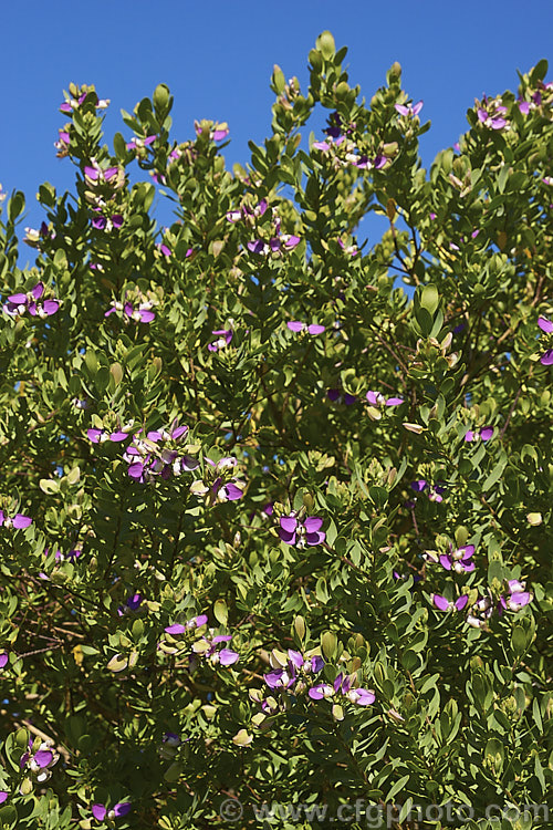 Sweet Pea Shrub (<i>Polygala x dalmaisiana</i>), a shrub thought to be a hybrid between the South African species. Polygala fruticosa (syn. Polygala oppositifolia</i>) and Polygala myrtifolia. It is evergreen, long-flowering and grows to around 15m high and wide. Order: Fabales, Family: Polygalaceae