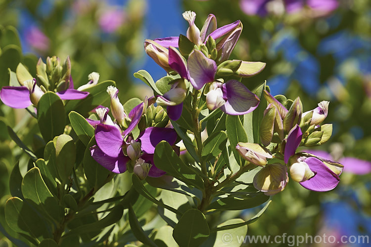 Sweet Pea Shrub (<i>Polygala x dalmaisiana</i>), a shrub thought to be a hybrid between the South African species. Polygala fruticosa (syn. Polygala oppositifolia</i>) and Polygala myrtifolia. It is evergreen, long-flowering and grows to around 15m high and wide. Order: Fabales, Family: Polygalaceae