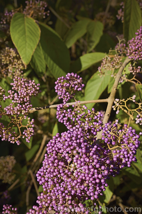 The fruits of Callicarpa formosana, a temperate. East Asian species of Beauty Berry. It is a deciduous shrub up to 3m high and wide. The pink flowers open from white buds in summer and are followed by densely packed heads of tiny pinkish purple berries. It occurs naturally from Taiwan to Japan. callicarpa-2622htm'>Callicarpa.