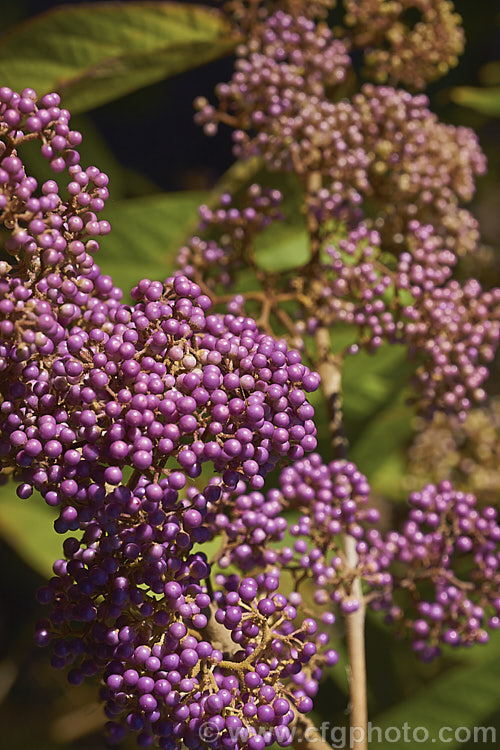 The fruits of Callicarpa formosana, a temperate. East Asian species of Beauty Berry. It is a deciduous shrub up to 3m high and wide. The pink flowers open from white buds in summer and are followed by densely packed heads of tiny pinkish purple berries. It occurs naturally from Taiwan to Japan. callicarpa-2622htm'>Callicarpa.