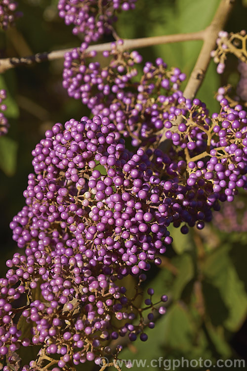 The fruits of Callicarpa formosana, a temperate. East Asian species of Beauty Berry. It is a deciduous shrub up to 3m high and wide. The pink flowers open from white buds in summer and are followed by densely packed heads of tiny pinkish purple berries. It occurs naturally from Taiwan to Japan. callicarpa-2622htm'>Callicarpa.