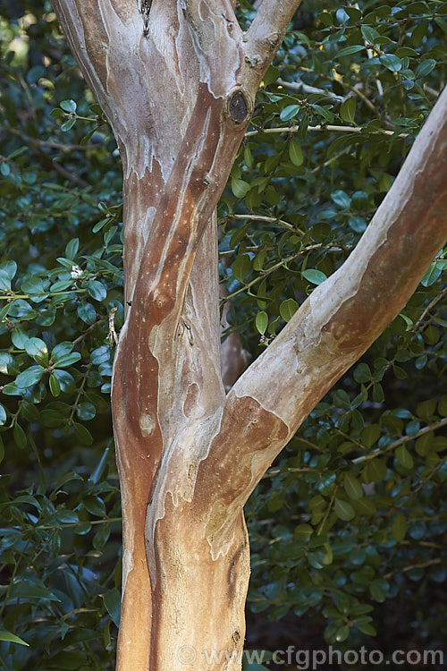 The strikingly marked bark of the Chinese Crape. Myrtle (<i>Lagerstroemia subcostata</i>), a late summer to early autumn-flower deciduous small tree native to Japan, Taiwan, nearby parts of China and also the highlands of the Philippines. Its small white flowers are not especially showy despite being borne in large panicles x they fall shortly after opening x but the autumn foliage can be colourful. Its bark peels to reveal a very smooth trunk with a warm brown colour. lagerstroemia-3054htm'>Lagerstroemia. <a href='lythraceae-plant-family-photoshtml'>Lythraceae</a>.