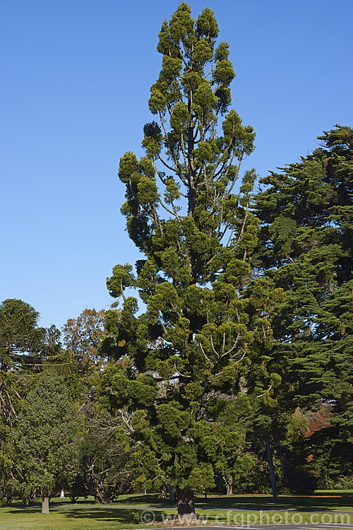 Hoop Pine or Moreton Bay Pine (<i>Araucaria cunninghamii</i>), an evergreen coniferous tree native to the east coast of Australia. A variety also occurs in New Guinea. When mature, it is similar to the Norfolk Island Pine (<i>Araucaria heterophylla</i>) but it does not have the rigidly symmetrical juvenile habit of A heterophylla. Order: Pinales, Family: Araucariaceae