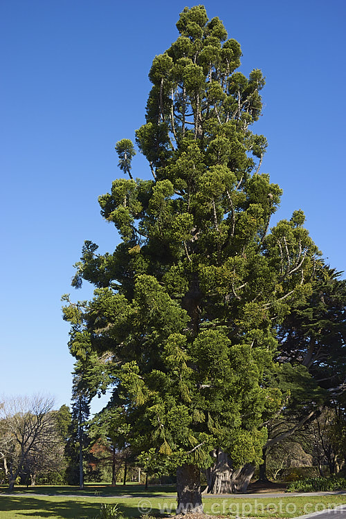 Hoop Pine or Moreton Bay Pine (<i>Araucaria cunninghamii</i>), an evergreen coniferous tree native to the east coast of Australia. A variety also occurs in New Guinea. When mature, it is similar to the Norfolk Island Pine (<i>Araucaria heterophylla</i>) but it does not have the rigidly symmetrical juvenile habit of A heterophylla. Order: Pinales, Family: Araucariaceae