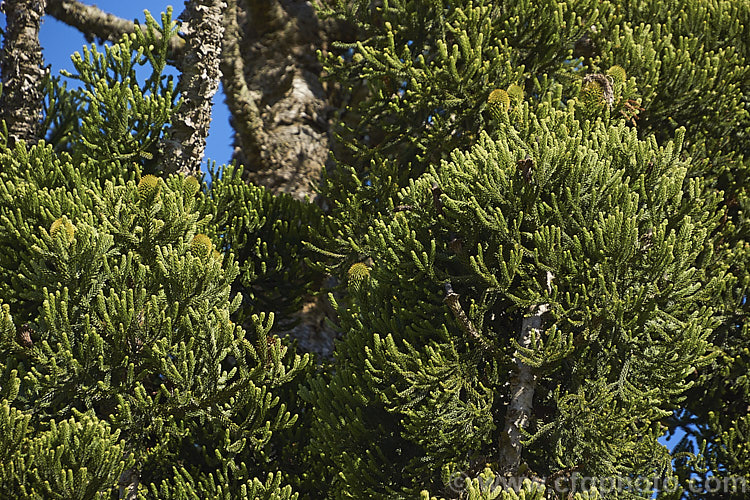 The foliage and developing cones of the Hoop Pine or Moreton Bay Pine (<i>Araucaria cunninghamii</i>), an evergreen coniferous tree native to the east coast of Australia. A variety also occurs in New Guinea. When mature, it is similar to the Norfolk Island Pine (<i>Araucaria heterophylla</i>) but it does not have the rigidly symmetrical juvenile habit of A heterophylla. Order: Pinales, Family: Araucariaceae