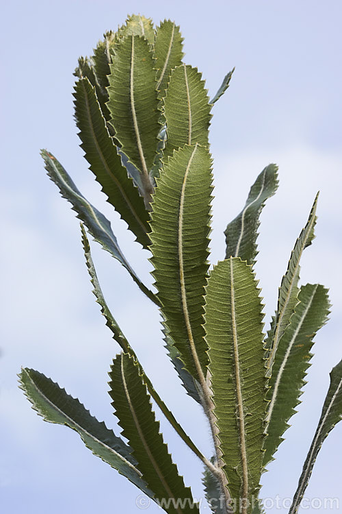 The mature foliage of the Saw. Banksia or Red Honeysuckle (<i>Banksia serrata</i>) in early winter. This 10-16m tall evergreen tree is native to eastern Australia. The name. Red Honeysuckle refers to the colour of the beautifully grained wood, while. Saw. Banksia is a reference to the serrated leaf edges, which are quite stiff once the foliage matures. Order: Proteales, Family: Proteaceae