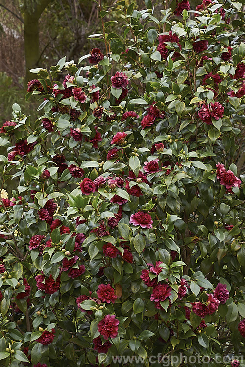 <i>Camellia</i> 'Sir Victor Davies', this evergreen shrub is a Japonica cultivar with distinctive purple-red double flowers. It is a compact, slow-growing plant and was named after one of the founders of Duncan and Davies, a large New Zealand wholesale nursery. Order: Ericales, Family: Theaceae