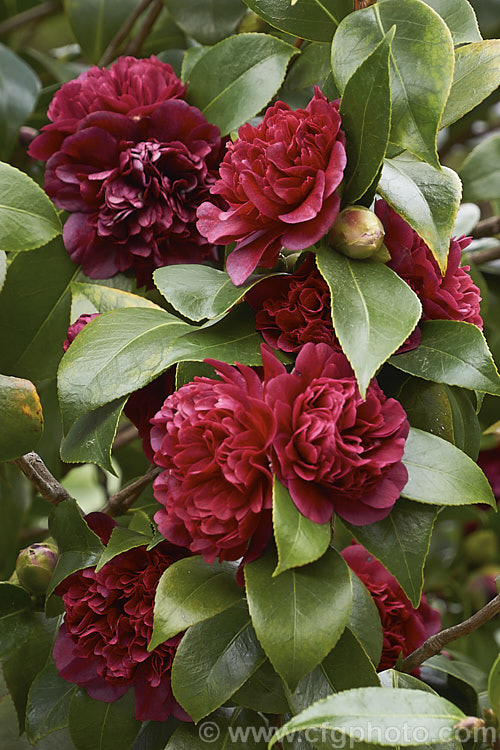 <i>Camellia</i> 'Sir Victor Davies', this evergreen shrub is a Japonica cultivar with distinctive purple-red double flowers. It is a compact, slow-growing plant and was named after one of the founders of Duncan and Davies, a large New Zealand wholesale nursery. Order: Ericales, Family: Theaceae