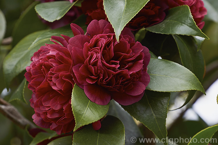 <i>Camellia</i> 'Sir Victor Davies', this evergreen shrub is a Japonica cultivar with distinctive purple-red double flowers. It is a compact, slow-growing plant and was named after one of the founders of Duncan and Davies, a large New Zealand wholesale nursery. Order: Ericales, Family: Theaceae