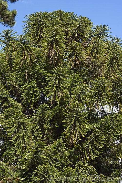 The rounded, heavily branched and densely foliaged crown of the Bunya Bunya (<i>Araucaria bidwillii</i>), a 45m tall evergreen conifer native to Queensland, Australia. It is a near relative of the monkey puzzle tree and Norfolk Island pine. Order: Pinales, Family: Araucariaceae