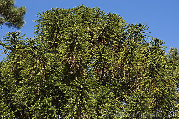 The rounded, heavily branched and densely foliaged crown of the Bunya Bunya (<i>Araucaria bidwillii</i>), a 45m tall evergreen conifer native to Queensland, Australia. It is a near relative of the monkey puzzle tree and Norfolk Island pine. Order: Pinales, Family: Araucariaceae