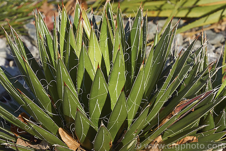 Thread-leaf. Agave (<i>Agave filifera</i>), a succulent, compact for an agave, that is native to Mexico. It is similar in appearance and closely related to <i>Agave schidigera</i>. Its rosettes have fine filamentous threads along the leaf edges and are up to 60cm diameter and 45cm high. The flower spike is up to 1.8m tall and bears pale green flowers. Order: Asparagales, Family: Asparagaceae