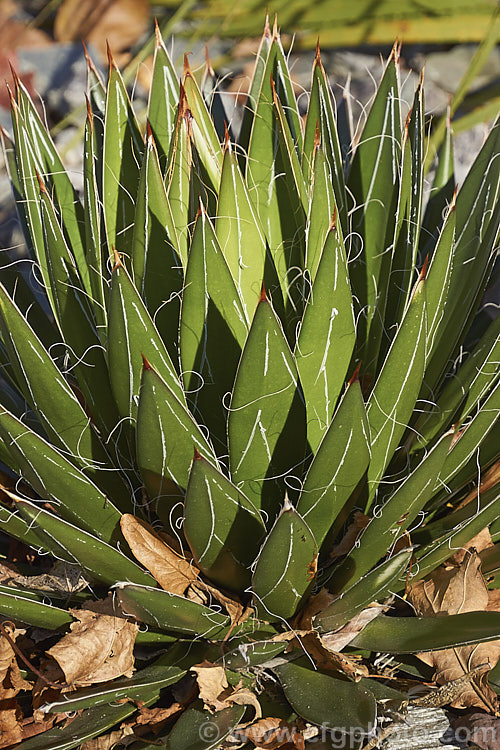 Thread-leaf. Agave (<i>Agave filifera</i>), a succulent, compact for an agave, that is native to Mexico. It is similar in appearance and closely related to <i>Agave schidigera</i>. Its rosettes have fine filamentous threads along the leaf edges and are up to 60cm diameter and 45cm high. The flower spike is up to 1.8m tall and bears pale green flowers. Order: Asparagales, Family: Asparagaceae