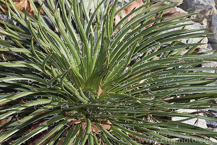 Twin-flowered Agave (<i>Agave geminiflora</i>), an evergreen, drought-tolerant plant native to Mexico. Its leaves are fine, unarmed and when young carry fine filaments along the edge. They forms dense rosettes from which eventually emerge unbranched flower stems up to 3m tall. The greenish yellow flowers open from purple-red buds and are paired, hence the name. Twin-flowered Agave. Order: Asparagales, Family: Asparagaceae