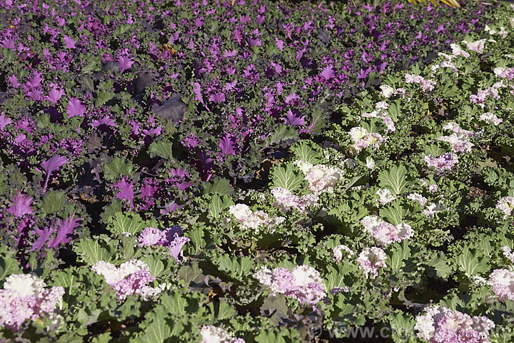 Ornamental Kale (<i>Brassica oleracea - Acephala Group</i>), a fancy form of garden kale that is grown for its coloured foliage and often treated as a hardy winter bedding plant. Order: Brassicales, Family: Brassicaceae