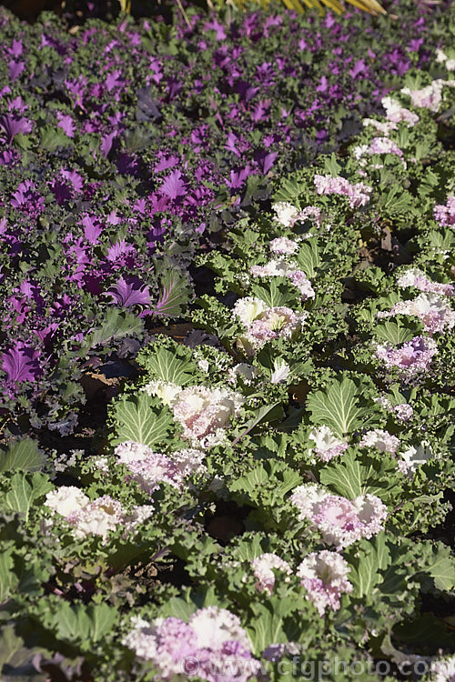 Ornamental Kale (<i>Brassica oleracea - Acephala Group</i>), a fancy form of garden kale that is grown for its coloured foliage and often treated as a hardy winter bedding plant. Order: Brassicales, Family: Brassicaceae