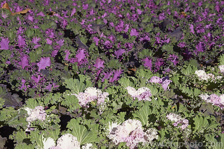 Ornamental Kale (<i>Brassica oleracea - Acephala Group</i>), a fancy form of garden kale that is grown for its coloured foliage and often treated as a hardy winter bedding plant. Order: Brassicales, Family: Brassicaceae