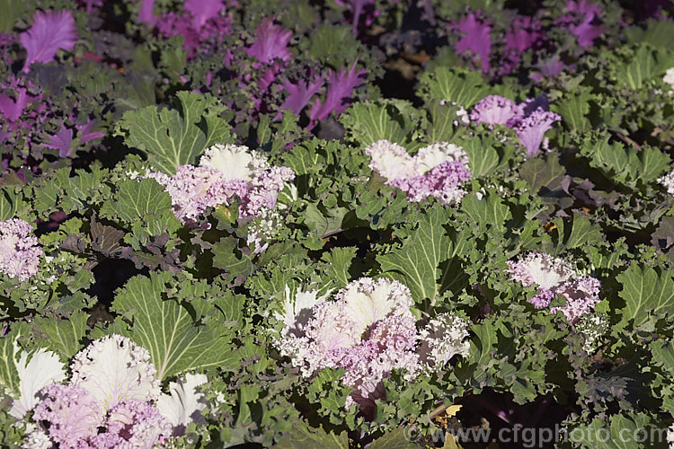 Ornamental Kale (<i>Brassica oleracea - Acephala Group</i>), a fancy form of garden kale that is grown for its coloured foliage and often treated as a hardy winter bedding plant. Order: Brassicales, Family: Brassicaceae