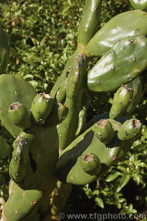 Spineless. Prickly Pear (<i>Opuntia ficus indica x Opuntia tuna hybrid</i>), these hybrid prickly pears are cultivated as forage plants in arid areas and also grown for their edible fruits, which, being spineless, are far easier to handle and safer to eat. opuntia-2468htm'>Opuntia. Order: Caryophyllales, Family: Cactaceae