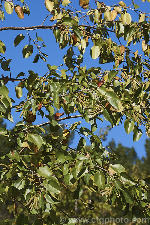 Italian Alder (<i>Alnus cordata</i>) in early winter with developing male catkins. This deciduous tree, up to 25m tall, is native to southern Italy, Sardinia and Corsica. It is near-evergreen in mild climates and prefers drier conditions to those favoured by most alders. alnus-2121htm'>Alnus. <a href='betulaceae-plant-family-photoshtml'>Betulaceae</a>.