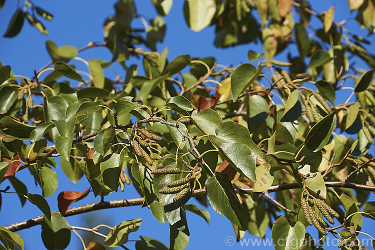 Italian Alder (<i>Alnus cordata</i>) in early winter with developing male catkins. This deciduous tree, up to 25m tall, is native to southern Italy, Sardinia and Corsica. It is near-evergreen in mild climates and prefers drier conditions to those favoured by most alders. alnus-2121htm'>Alnus. <a href='betulaceae-plant-family-photoshtml'>Betulaceae</a>.