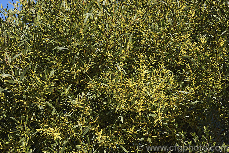 Sydney Golden Wattle (<i>Acacia longifolia</i>), a late winter-flowering evergreen shrub or small tree native to eastern Australia. It grows to around 8m tall Order: Fabales, Family: Fabaceae