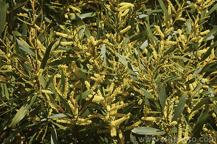 Sydney Golden Wattle (<i>Acacia longifolia</i>), a late winter-flowering evergreen shrub or small tree native to eastern Australia. It grows to around 8m tall Order: Fabales, Family: Fabaceae