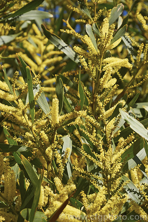 Sydney Golden Wattle (<i>Acacia longifolia</i>), a late winter-flowering evergreen shrub or small tree native to eastern Australia. It grows to around 8m tall Order: Fabales, Family: Fabaceae