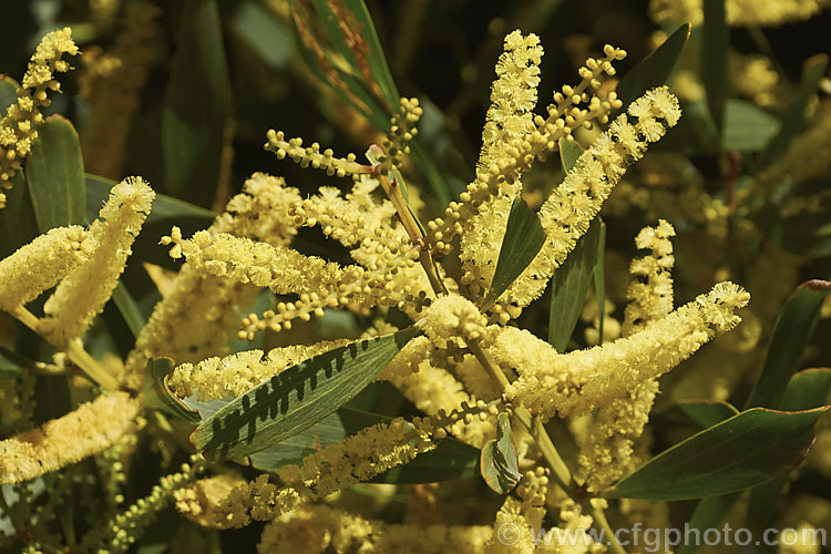 Sydney Golden Wattle (<i>Acacia longifolia</i>), a late winter-flowering evergreen shrub or small tree native to eastern Australia. It grows to around 8m tall Order: Fabales, Family: Fabaceae