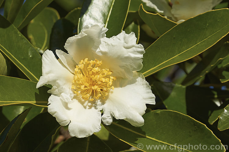 Gordonia axillaris, an evergreen shrub or tree closely related to the camellias. A native of China and Taiwan it flowers in winter and early spring and grows to as much as 12m tall in the wild. gordonia-3004htm'>Gordonia. <a href='theaceae-plant-family-photoshtml'>Theaceae</a>.