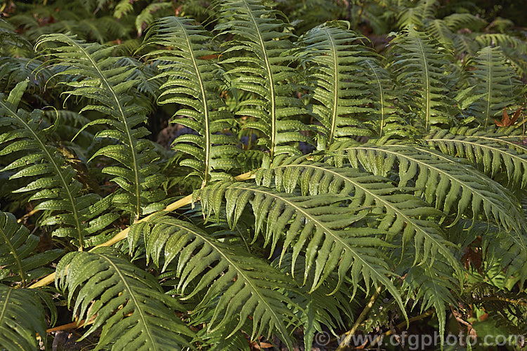 Chain Fern or European Chain Fern (<i>Woodwardia radicans</i>), a strong-growing, tough-stemmed evergreen fern that spread from stout rhizomes. It occurs in southwestern Europe and the nearby Atlantic islands. The chain-like arrangement of the sporangia (unusually, often more visible on the upper surfaces than the undersides</i>) is very distinctive. Mature clumps can mound to 18m tall with fronds up to 2m long. Order: Polypodiales, Family: Blechnaceae