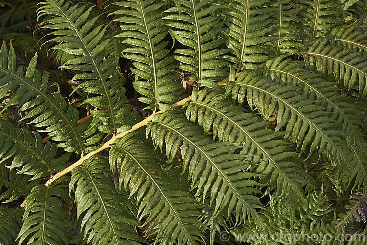 Chain Fern or European Chain Fern (<i>Woodwardia radicans</i>), a strong-growing, tough-stemmed evergreen fern that spread from stout rhizomes. It occurs in southwestern Europe and the nearby Atlantic islands. The chain-like arrangement of the sporangia (unusually, often more visible on the upper surfaces than the undersides</i>) is very distinctive. Mature clumps can mound to 18m tall with fronds up to 2m long. Order: Polypodiales, Family: Blechnaceae