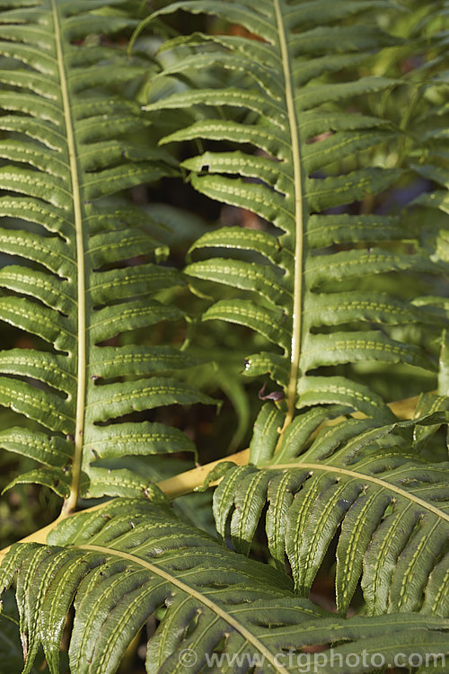 Chain Fern or European Chain Fern (<i>Woodwardia radicans</i>), a strong-growing, tough-stemmed evergreen fern that spread from stout rhizomes. It occurs in southwestern Europe and the nearby Atlantic islands. The chain-like arrangement of the sporangia (unusually, often more visible on the upper surfaces than the undersides</i>) is very distinctive. Mature clumps can mound to 18m tall with fronds up to 2m long. Order: Polypodiales, Family: Blechnaceae