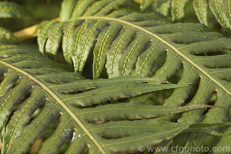 Chain Fern or European Chain Fern (<i>Woodwardia radicans</i>), a strong-growing, tough-stemmed evergreen fern that spread from stout rhizomes. It occurs in southwestern Europe and the nearby Atlantic islands. The chain-like arrangement of the sporangia (unusually, often more visible on the upper surfaces than the undersides</i>) is very distinctive. Mature clumps can mound to 18m tall with fronds up to 2m long. Order: Polypodiales, Family: Blechnaceae