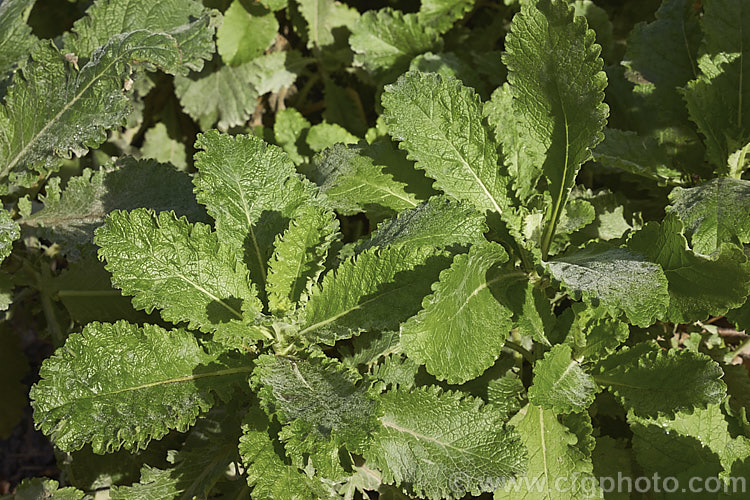 The foliage of Scabiosa africana, an evergreen perennial native to the sandstone hills of South Africa's Cape. Peninsula. It produces heads of mauve flowers in summer but is grown just as much for its lush, finely airy foliage. The flower stems can be over 1m tall and the plant can spread to form a large clump. scabiosa-2488htm'>Scabiosa. <a href='caprifoliaceae-plant-family-photoshtml'>Caprifoliaceae</a>.