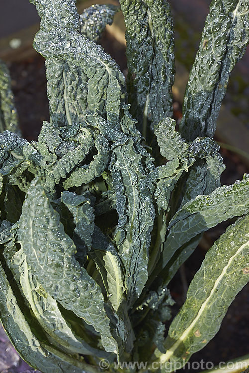 Cavolo Nero (<i>Brassica oleracea - Acephala Group</i>), a fancy form of garden kale that is grown for its elongated and densely puckered tip foliage. Most. European cultures feature nationally well-known kale dishes, though in many parts of the world kale is perhaps more commonly grown as winter stock feed. Cavolo Nero originated in Italy and takes its name from the very dark colour of the foliage. Order: Brassicales, Family: Brassicaceae