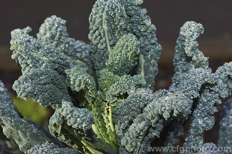 Cavolo Nero (<i>Brassica oleracea - Acephala Group</i>), a fancy form of garden kale that is grown for its elongated and densely puckered tip foliage. Most. European cultures feature nationally well-known kale dishes, though in many parts of the world kale is perhaps more commonly grown as winter stock feed. Cavolo Nero originated in Italy and takes its name from the very dark colour of the foliage. Order: Brassicales, Family: Brassicaceae