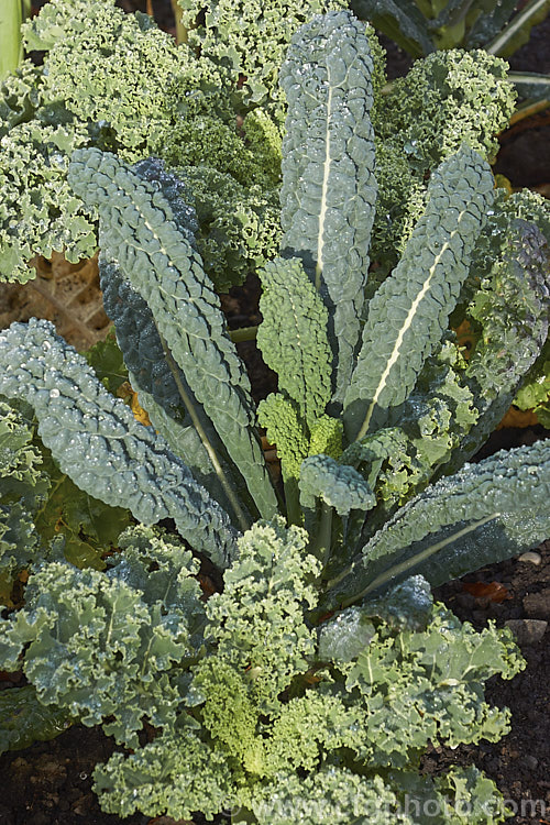 Curly Kale (<i>Brassica oleracea - Acephala Group</i>) and 'Cavolo Nero', two forms of garden kale grown for their edible foliage. Most. European cultures feature nationally well-known kale dishes, though in many parts of the world kale is perhaps more commonly grown as winter stock feed. Order: Brassicales, Family: Brassicaceae