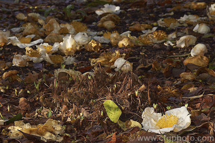 Fallen flowers of Gordonia yunnanensis (syn. Polyspora yunnanensis</i>), an evergreen shrub or small tree native to Yunnan, China. It has large, glossy leaves and the white, camellia-like flowers open from late winter. gordonia-3004htm'>Gordonia. <a href='theaceae-plant-family-photoshtml'>Theaceae</a>.