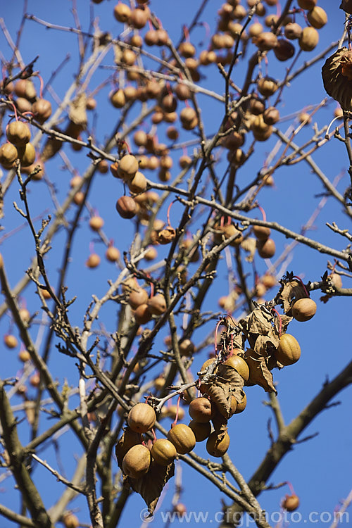 The fruit of the Dove. Tree, Ghost. Tree or Handkerchief. Tree (<i>Davidia involucrata</i>), a deciduous tree native to southwest China. It grows to around 20m tall and its spring-borne flowers are backed by pairs of large white bracts and are followed by the brown fruits shown here. davidia-2679htm'>Davidia. <a href='nyssaceae-plant-family-photoshtml'>Nyssaceae</a>.