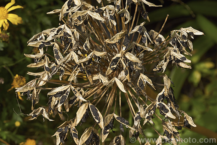 Open, mature seedheads of <i>Agapanthus praecox</i>, a fleshy-rooted, summer-flowering perennial native to southern Africa. It has flower stems up to 1.2m tall and soon forms a large foliage clump. Order: Asparagales, Family: Amaryllidaceae