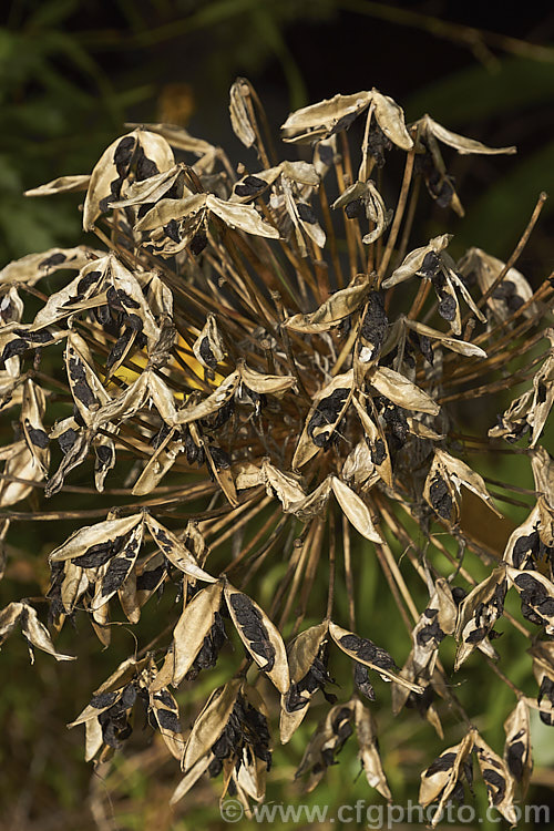 Open, mature seedheads of <i>Agapanthus praecox</i>, a fleshy-rooted, summer-flowering perennial native to southern Africa. It has flower stems up to 1.2m tall and soon forms a large foliage clump. Order: Asparagales, Family: Amaryllidaceae