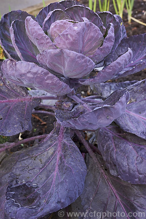 'Red Rib'. Brussels Sprouts (<i>Brassica oleracea - Gemmifera. Group - 'Red Rib'), a purple-red foliaged cultivar of a cabbage family vegetable grown for the edible buds that form in the leaf axils of its tall main stem. This form originated in Belgium around 1750, hence the common name