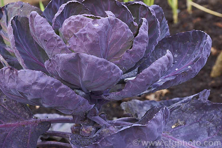 'Red Rib'. Brussels Sprouts (<i>Brassica oleracea - Gemmifera. Group - 'Red Rib'), a purple-red foliaged cultivar of a cabbage family vegetable grown for the edible buds that form in the leaf axils of its tall main stem. This form originated in Belgium around 1750, hence the common name