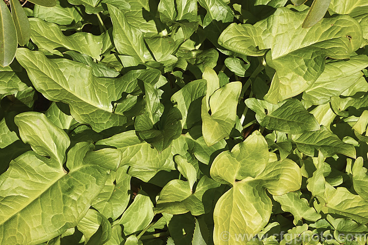 Arum italicum, a perennial found in several forms from southern Europe to western Asia, often naturalises in gardens and can form large patches. Most of the cultivated forms have white-marbled variegated foliage but this is the less common plain green-leafed species. arum-2367htm'>Arum.