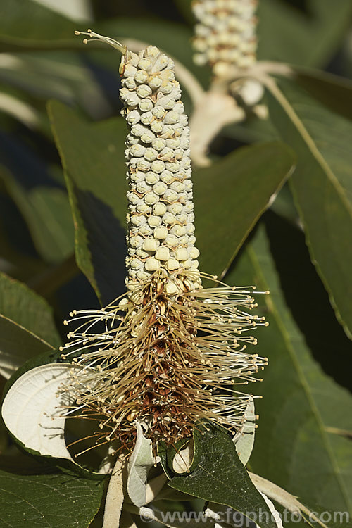 Leucosceptrum canum, an evergreen tree native to the Himalayan region where it occurs at elevations from 1000-2800m. Its leaves have distinctive silvery white undersides and in autumn and winter by these erect spikes of small cream to yellow flowers. The nectar of the flower is dark brown and so popular with birds that the plant is sometimes called the 'Bird's Coca. Cola. Tree'. leucosceptrum-3083htm'>Leucosceptrum.