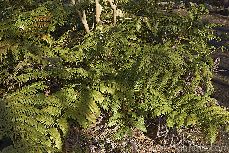 Chain Fern or European Chain Fern (<i>Woodwardia radicans</i>), a strong-growing, tough-stemmed evergreen fern that spread from stout rhizomes. It occurs in southwestern Europe and the nearby Atlantic islands. The chain-like arrangement of the sporangia (unusually, often more visible on the upper surfaces than the undersides</i>) is very distinctive. Mature clumps can mound to 18m tall with fronds up to 2m long. Order: Polypodiales, Family: Blechnaceae