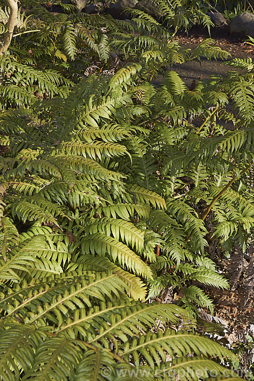 Chain Fern or European Chain Fern (<i>Woodwardia radicans</i>), a strong-growing, tough-stemmed evergreen fern that spread from stout rhizomes. It occurs in southwestern Europe and the nearby Atlantic islands. The chain-like arrangement of the sporangia (unusually, often more visible on the upper surfaces than the undersides</i>) is very distinctive. Mature clumps can mound to 18m tall with fronds up to 2m long. Order: Polypodiales, Family: Blechnaceae