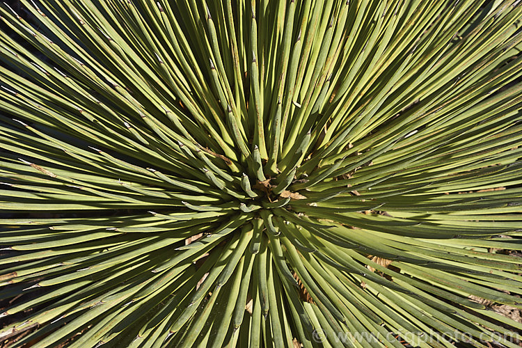 Hedgehog Agave, Rabo de Leon (<i>Agave stricta</i>), an evergreen perennial native to southeastern Mexico, with stiff, narrow, spine-tipped leaves. It forms a densely foliaged, spherical rosette and eventually develops a tall flower spike. Order: Asparagales, Family: Asparagaceae